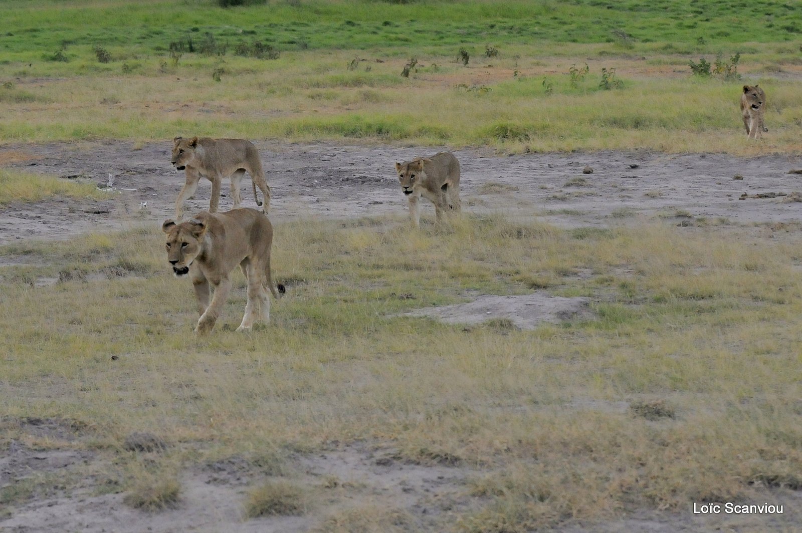 Lion (10)