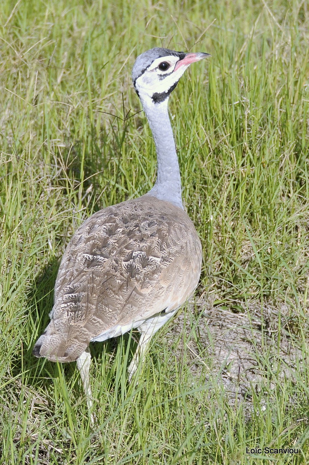 Outarde du Sénégal/White-bellied Bustard (1)