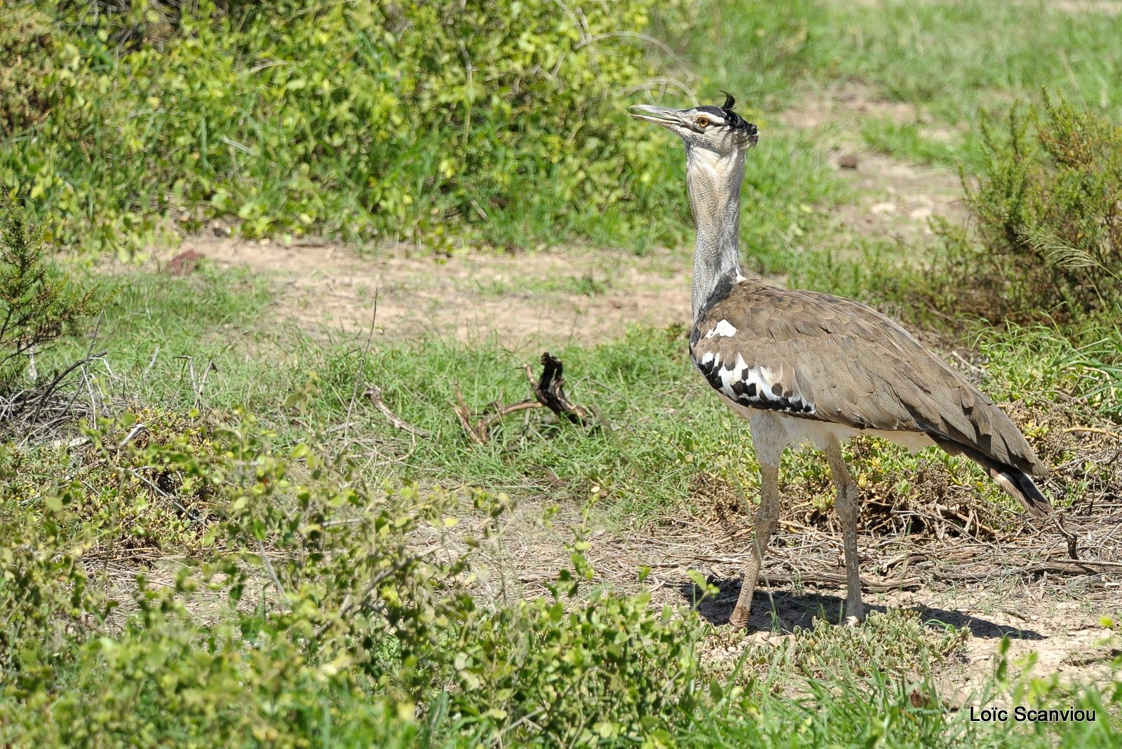 Outarde kori/Kori Bustard (2)