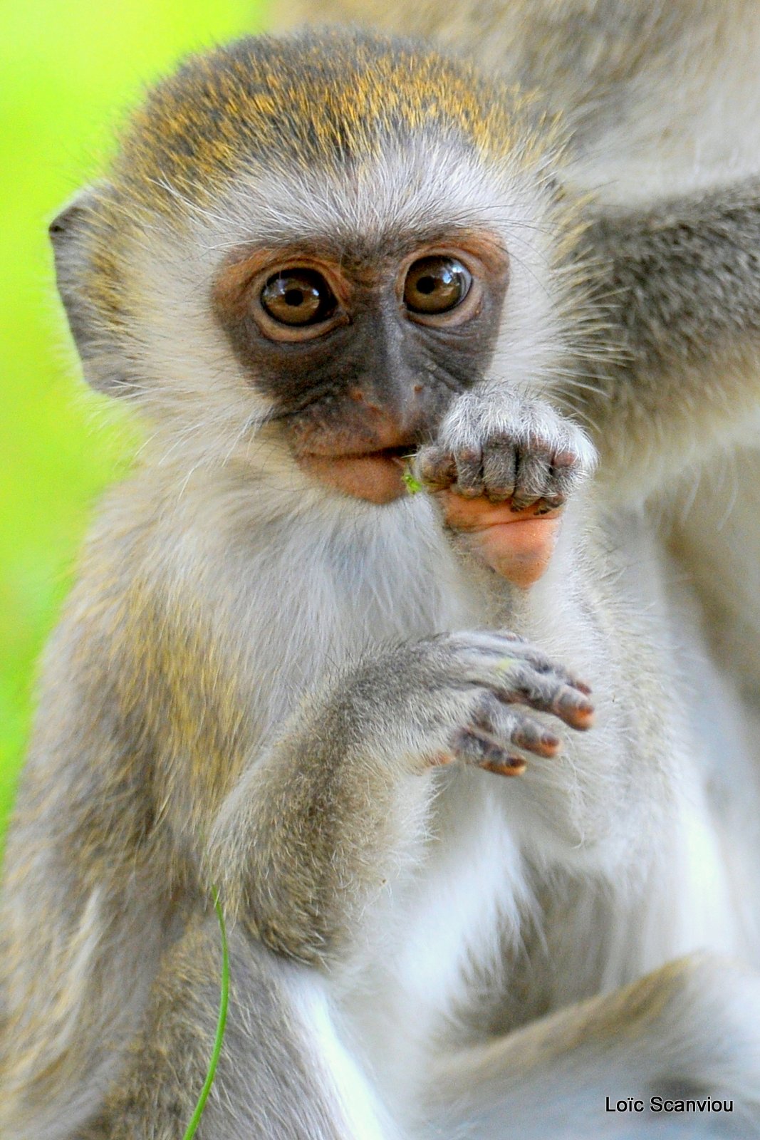 Vervet/Vervet Monkey (2)