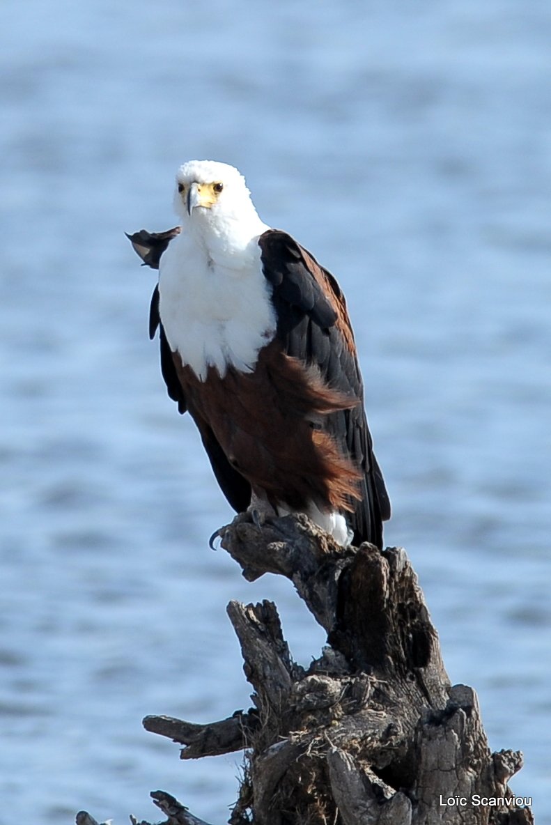 Aigle vocifère/African Fish Eagle (1)