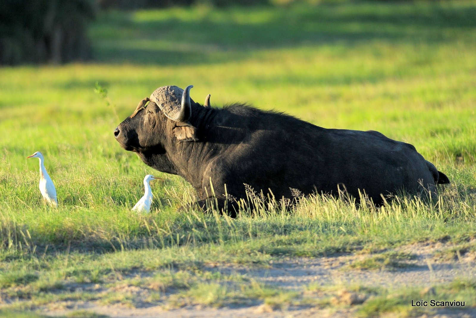 Buffle du Cap/Cape Buffalo (1)