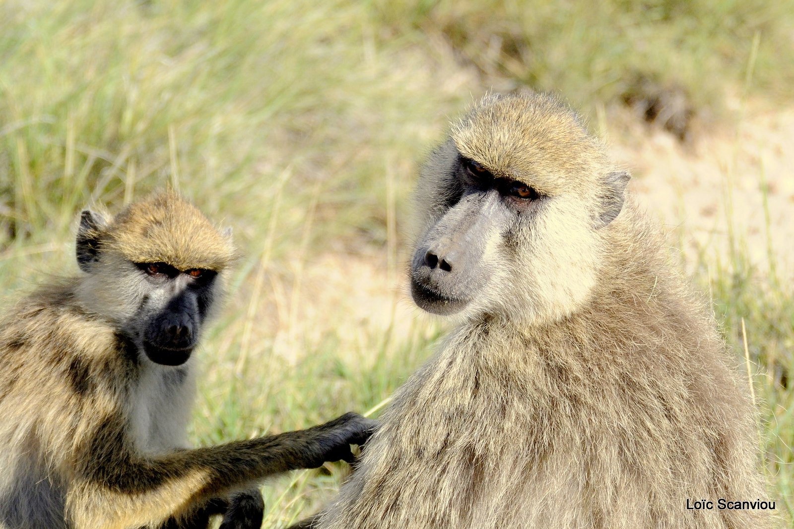 Babouin/Baboon (1)