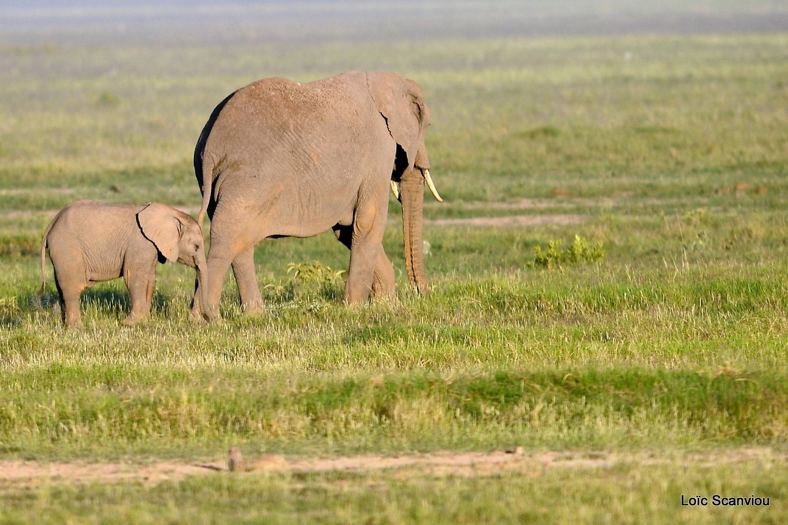 Eléphant (20)
