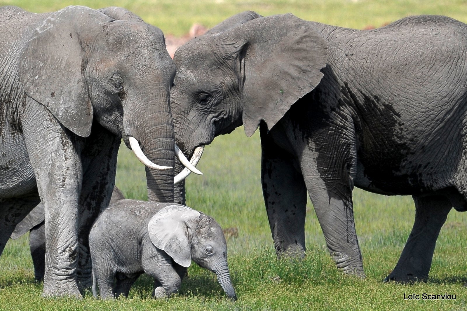 Eléphant (31)