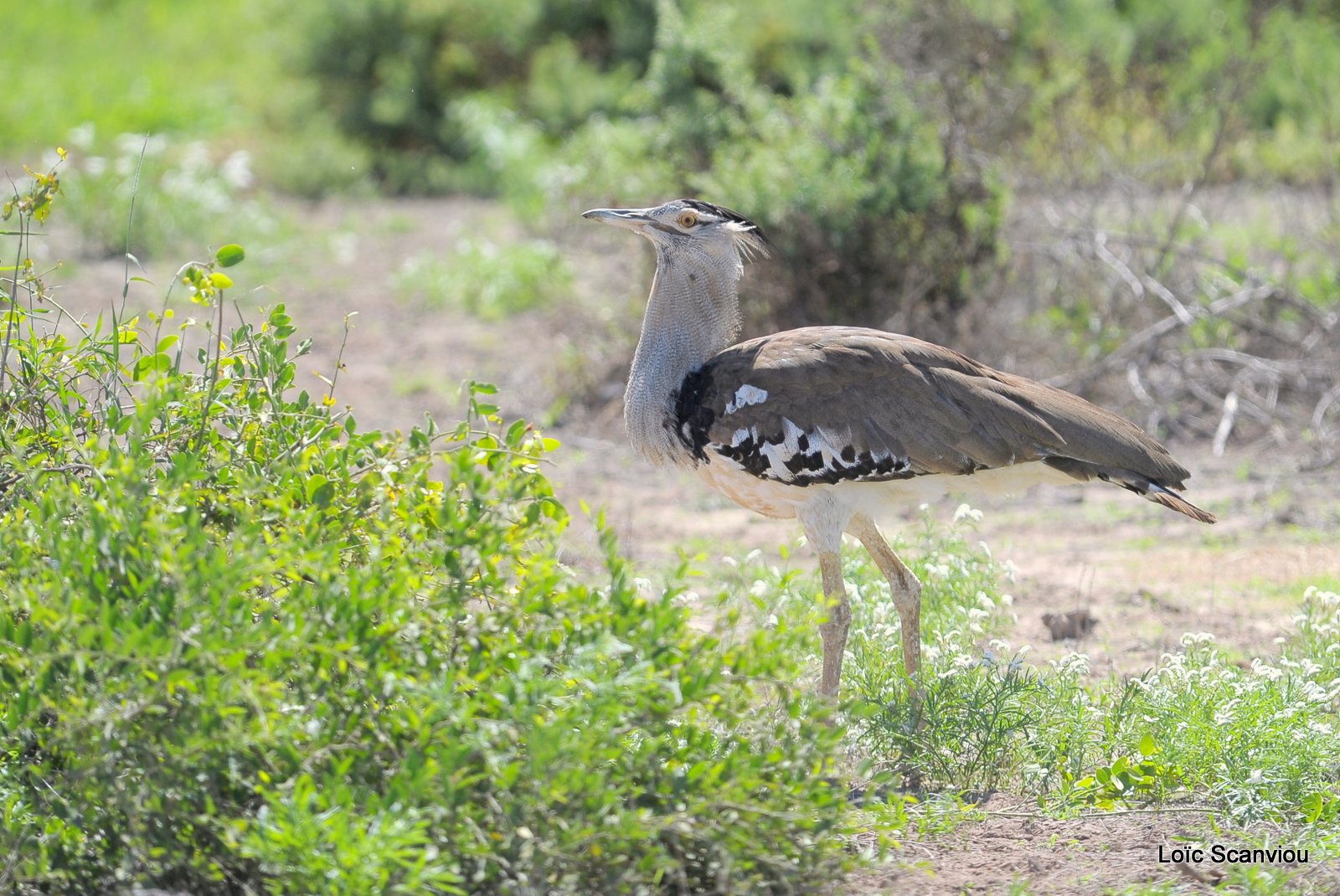 Outarde kori/Kori Bustard (1)