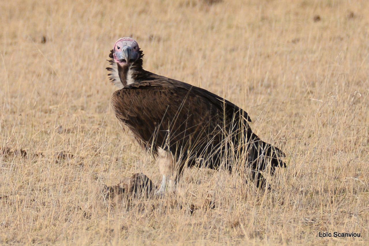 Vautour oricou/Lappet-faced Vulture (3)