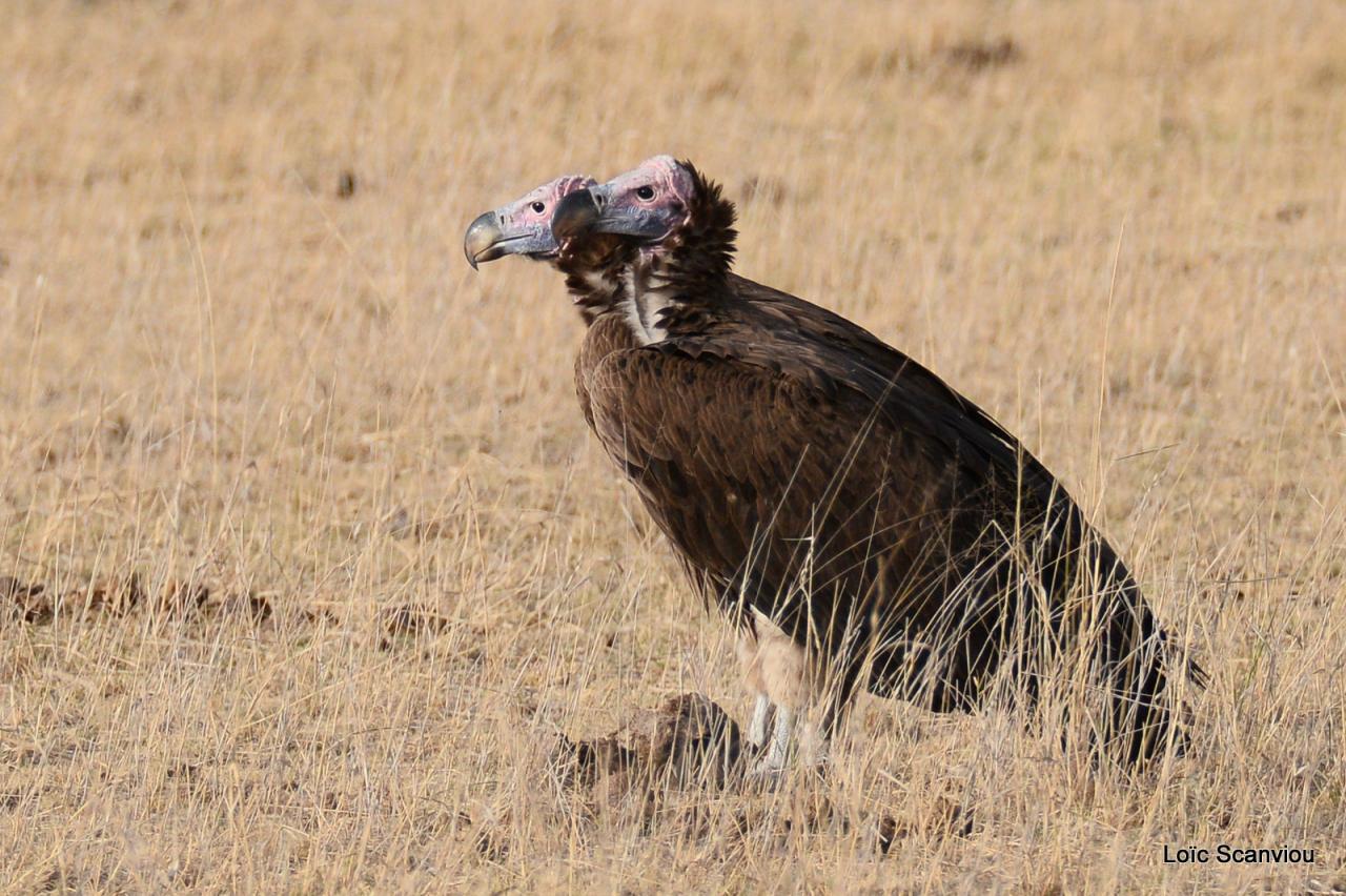 Vautour oricou/Lappet-faced Vulture (4)