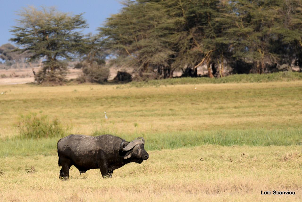 Buffle du Cap/Cape Buffalo (6)