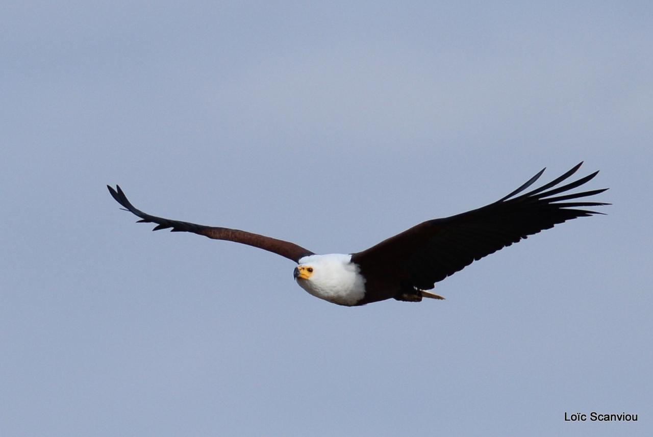 Aigle vocifère/African Fish Eagle (1)