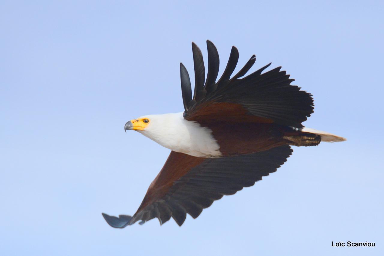 Aigle vocifère/African Fish Eagle (2)