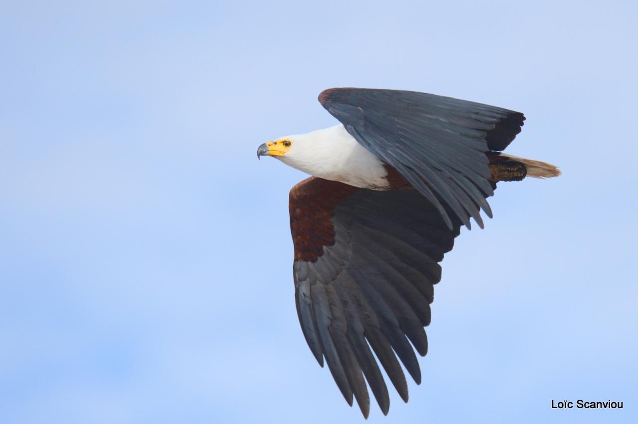 Aigle vocifère/African Fish Eagle (3)