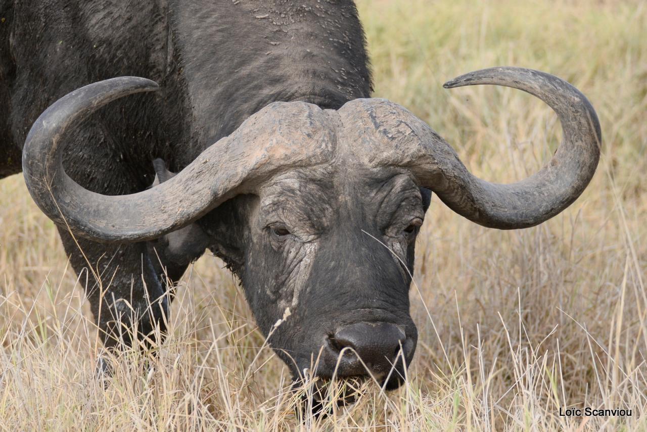 Buffle du Cap/Cape Buffalo (3)