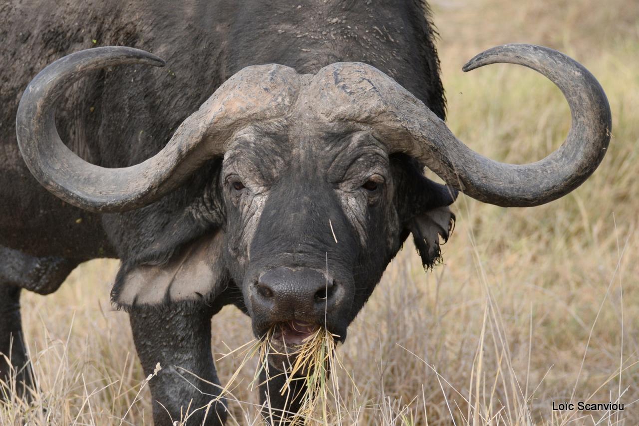 Buffle du Cap/Cape Buffalo (4)