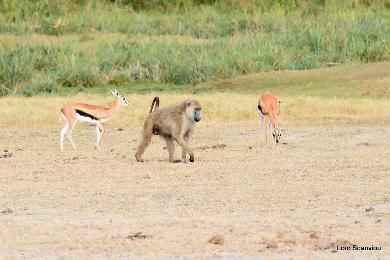 Amboseli 2016 (109)