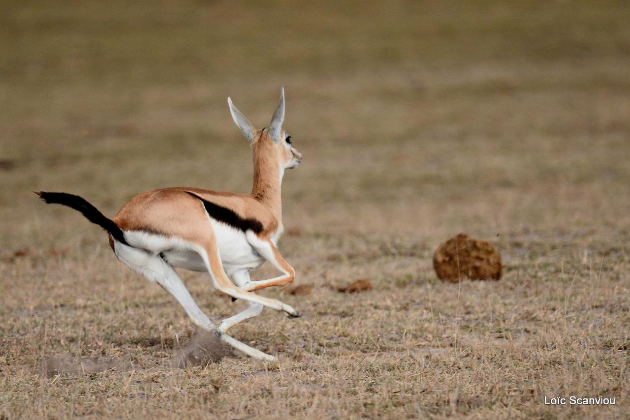 Gazelle de Thomson (2)