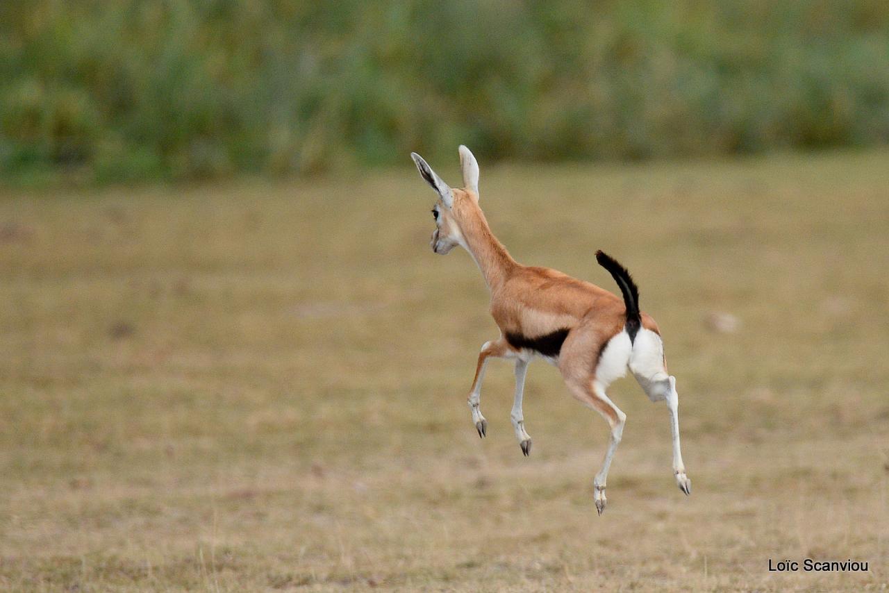 Gazelle de Thomson (3)