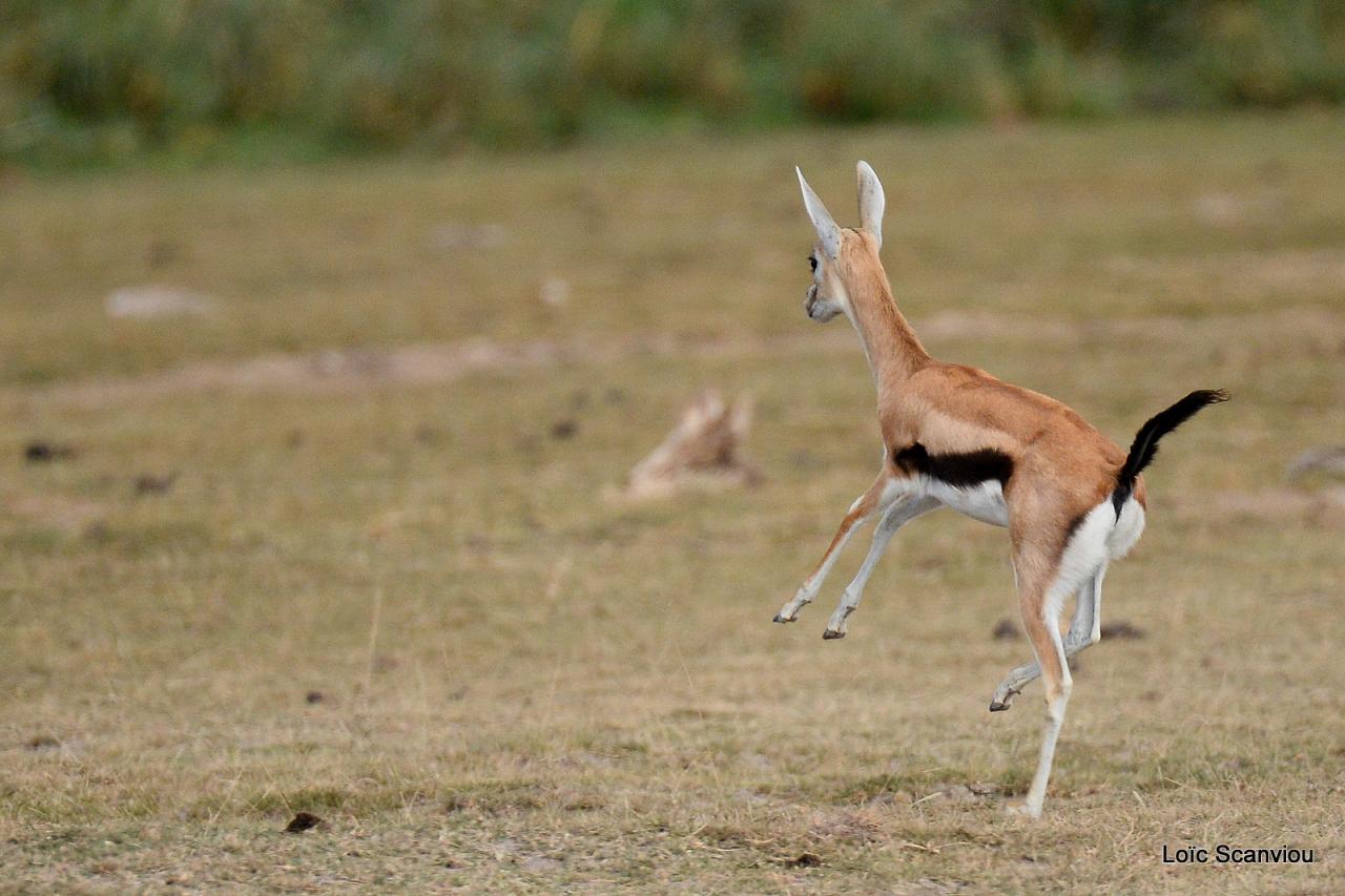 Gazelle de Thomson (4)