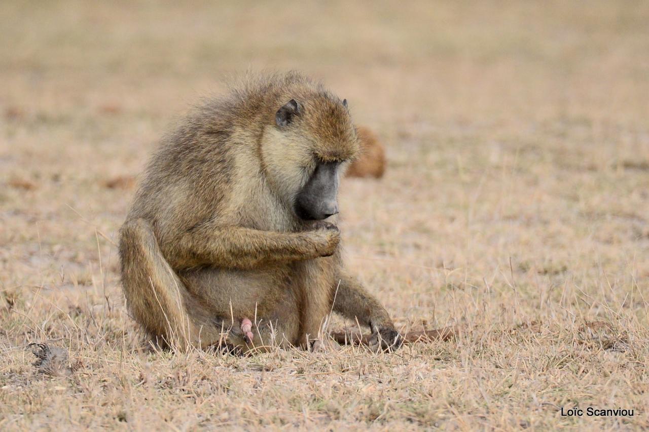 Babouin/Baboon (1)