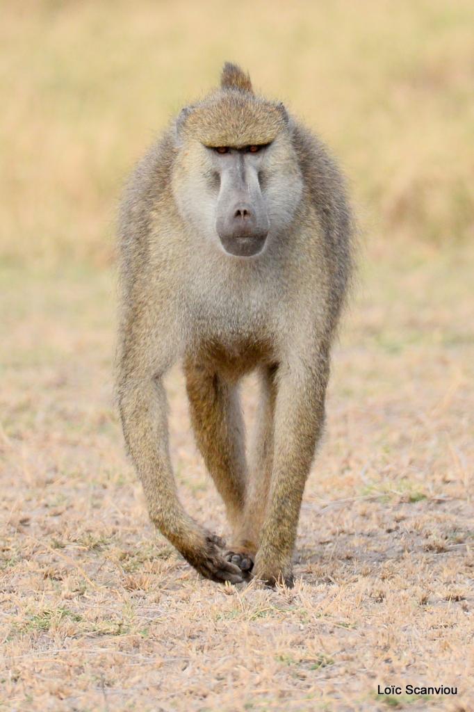 Babouin/Baboon (2)
