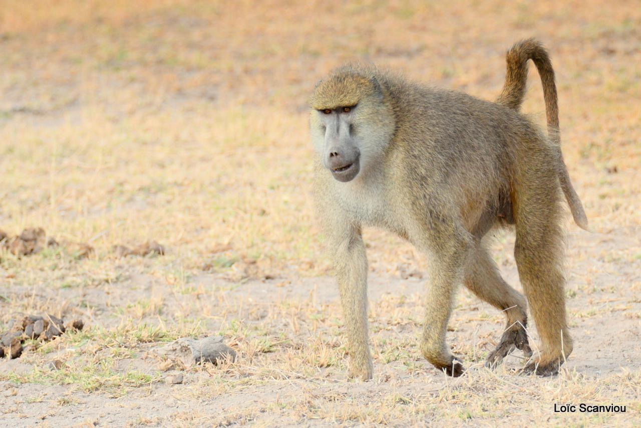 Babouin/Baboon (3)