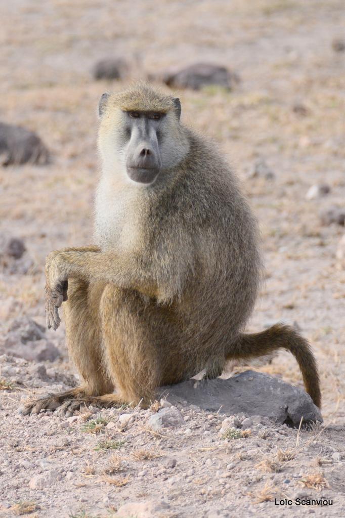 Babouin/Baboon (4)