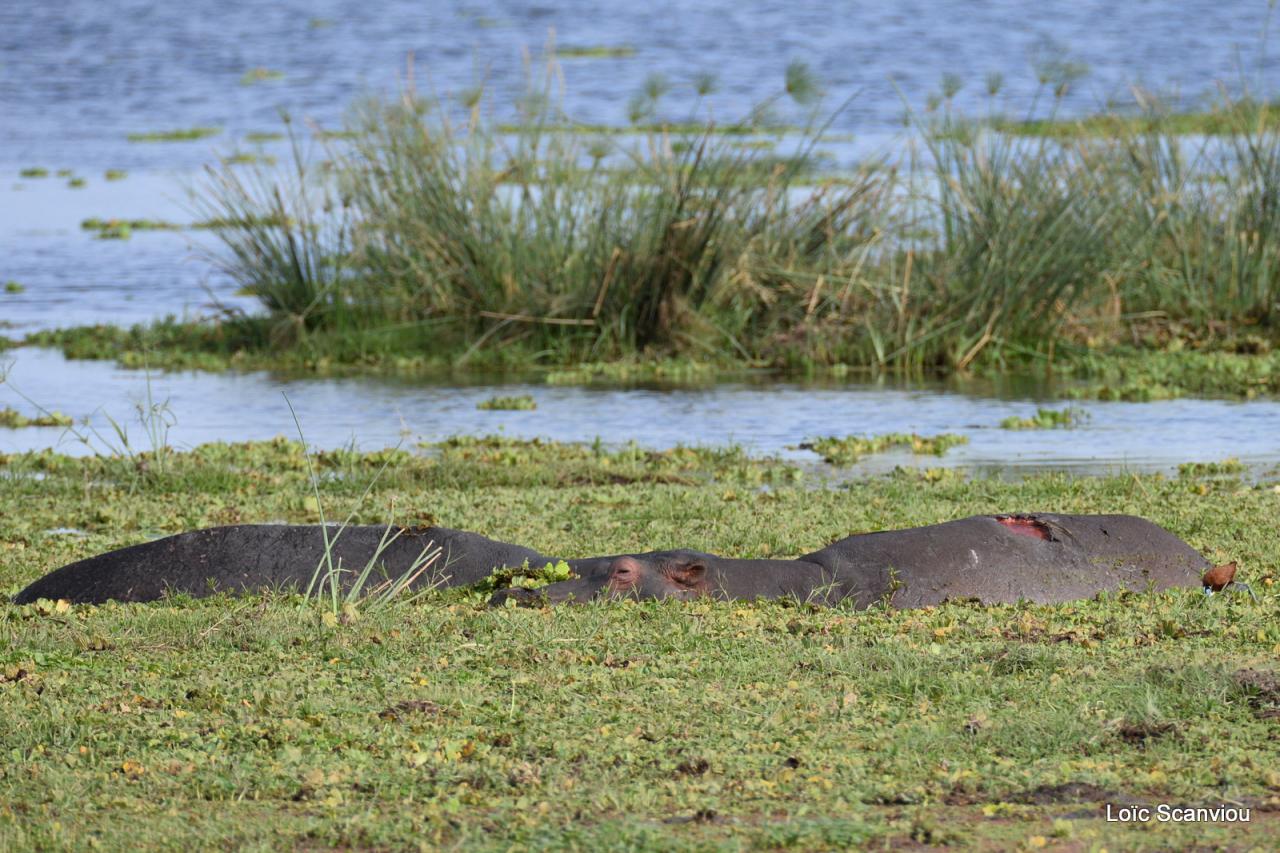 Hippopotame/Hippopotamus (3)