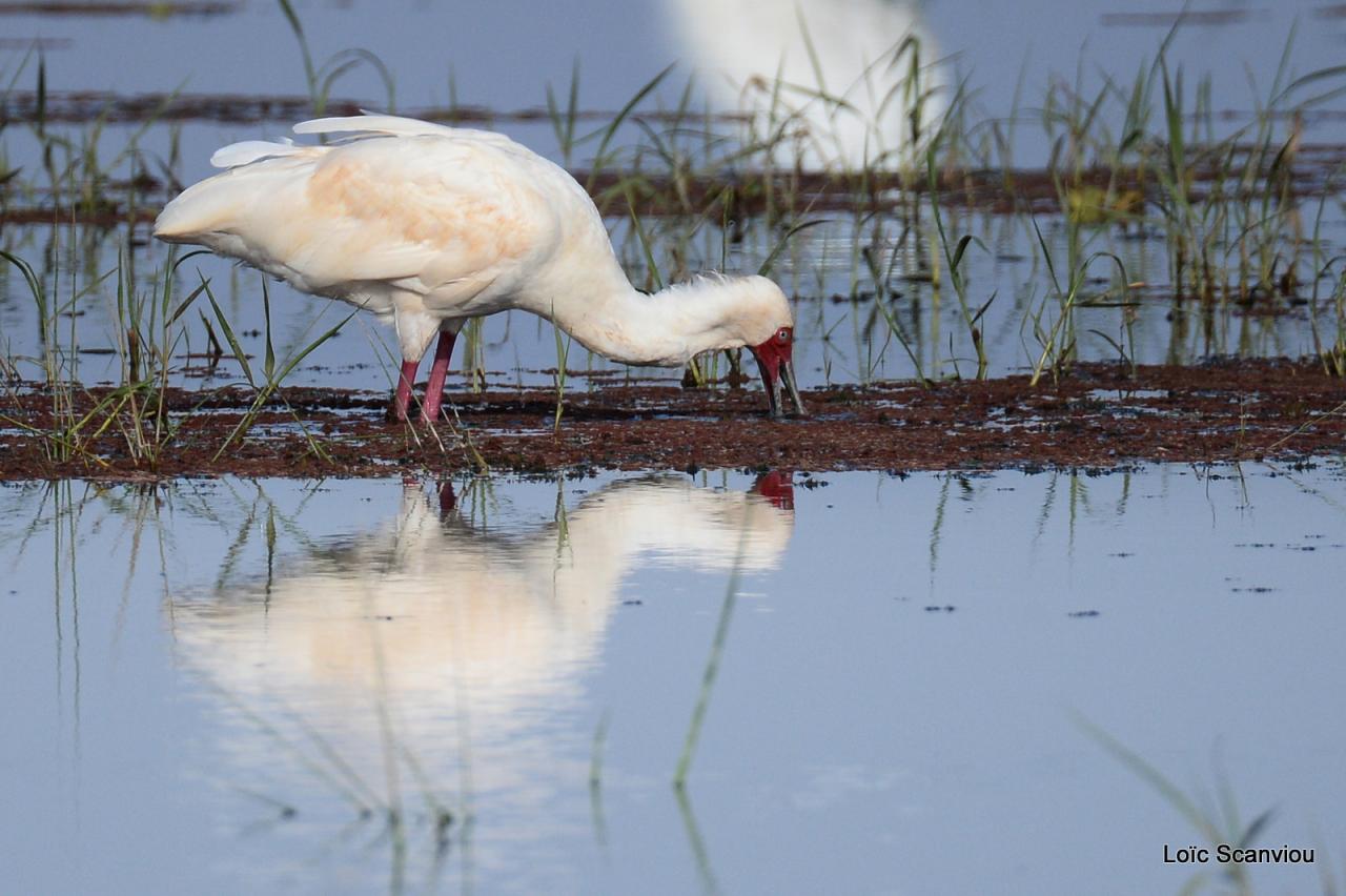 Spatule d'Afrique/African Spoonbill (1)