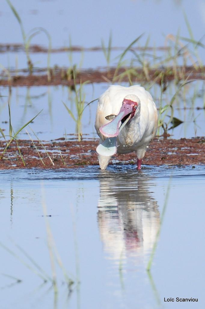 Spatule d'Afrique/African Spoonbill (2)