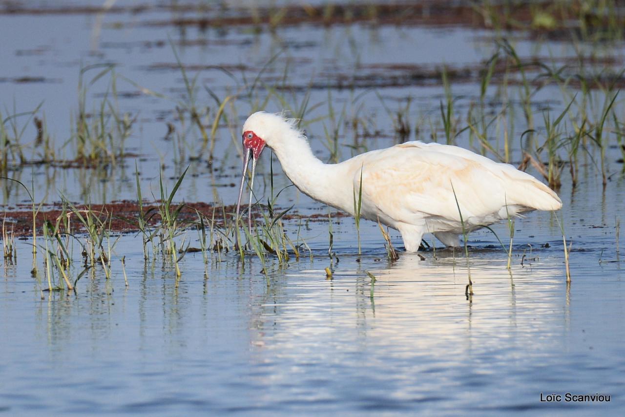 Spatule d'Afrique/African Spoonbill (3)