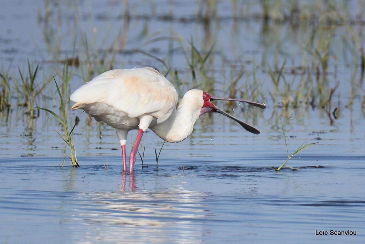 Spatule d'Afrique/African Spoonbill (5)