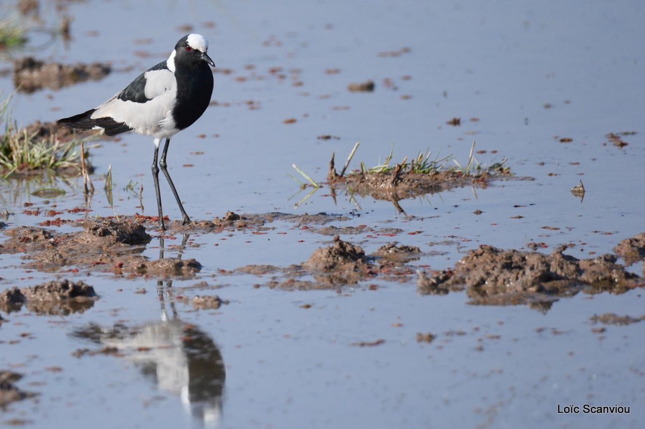 Vanneau armé/Blacksmith Plover (1)