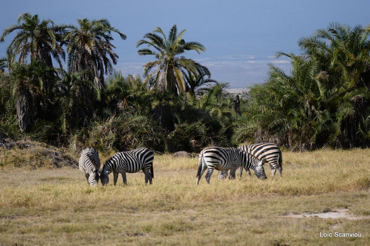 Zèbre/Zebra (2)
