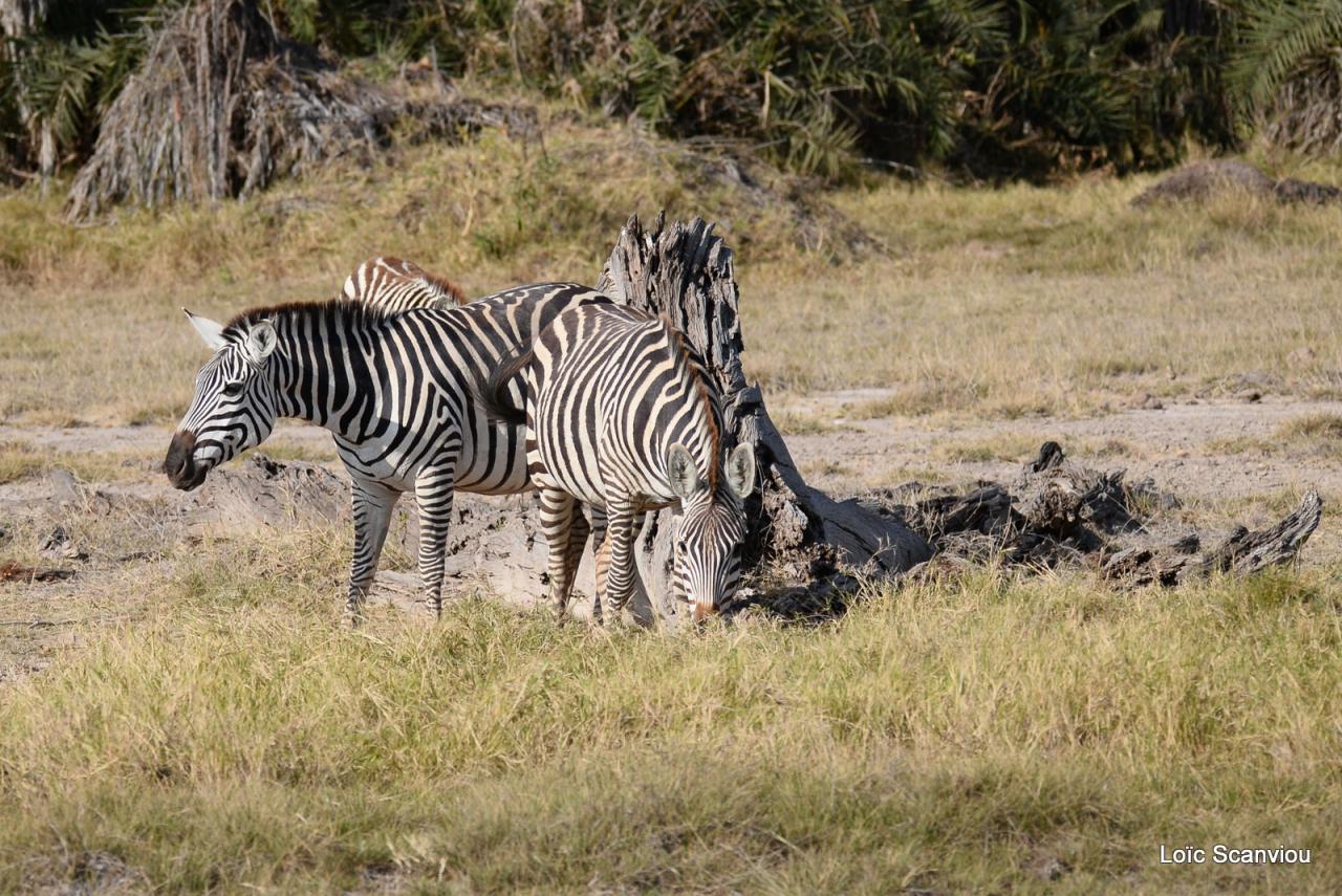 Zèbre/Zebra (3)