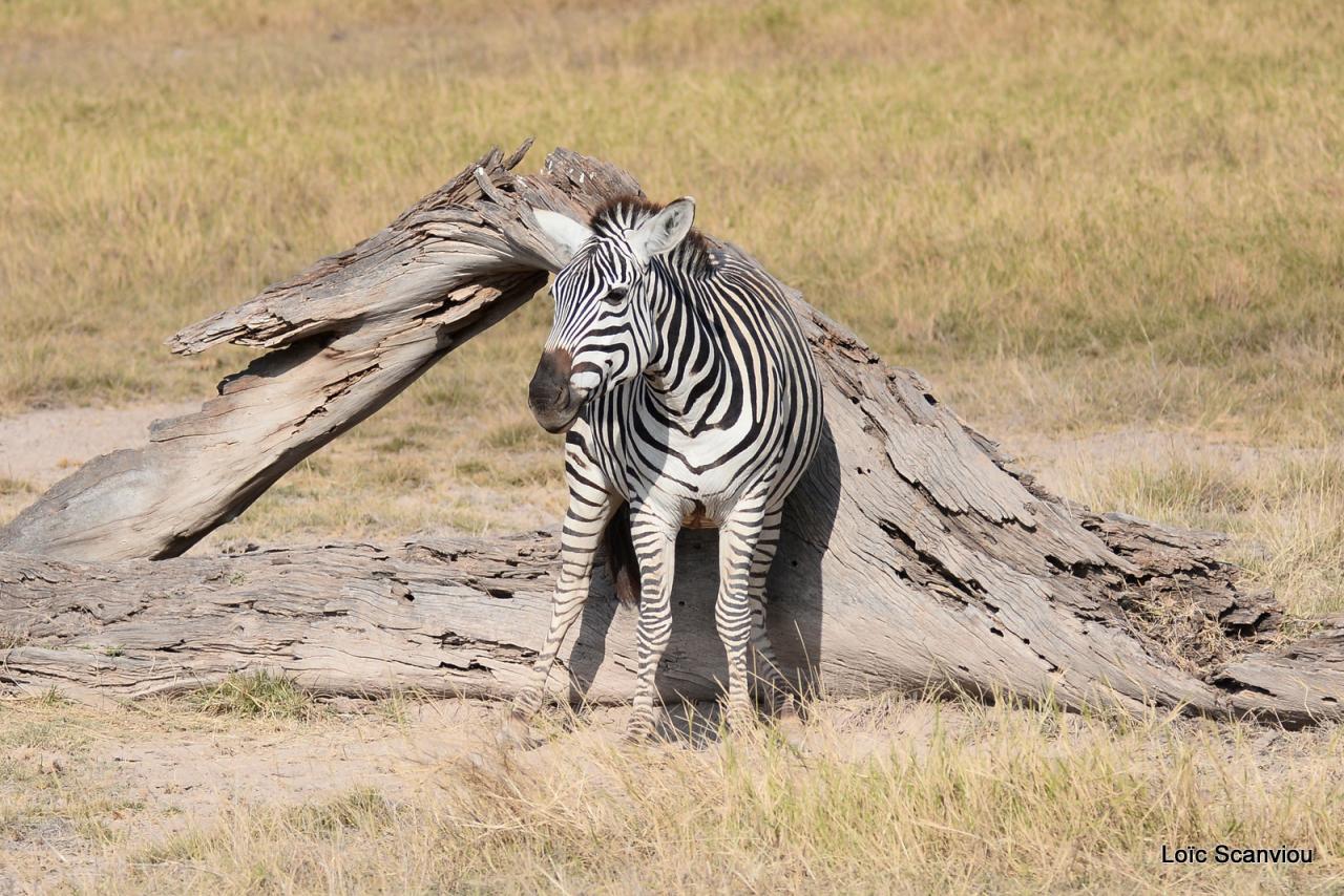 Zèbre/Zebra (4)