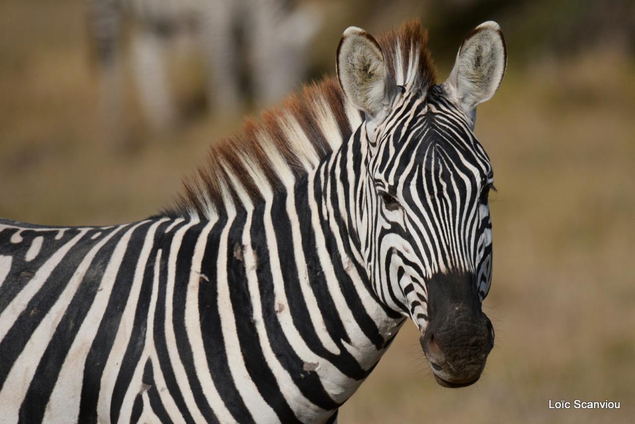 Zèbre/Zebra (5)