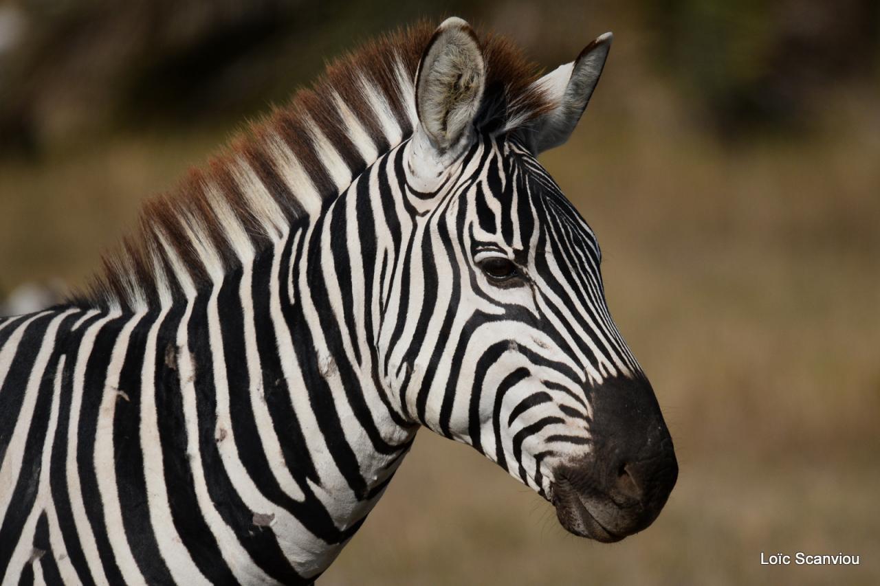 Zèbre/Zebra (6)