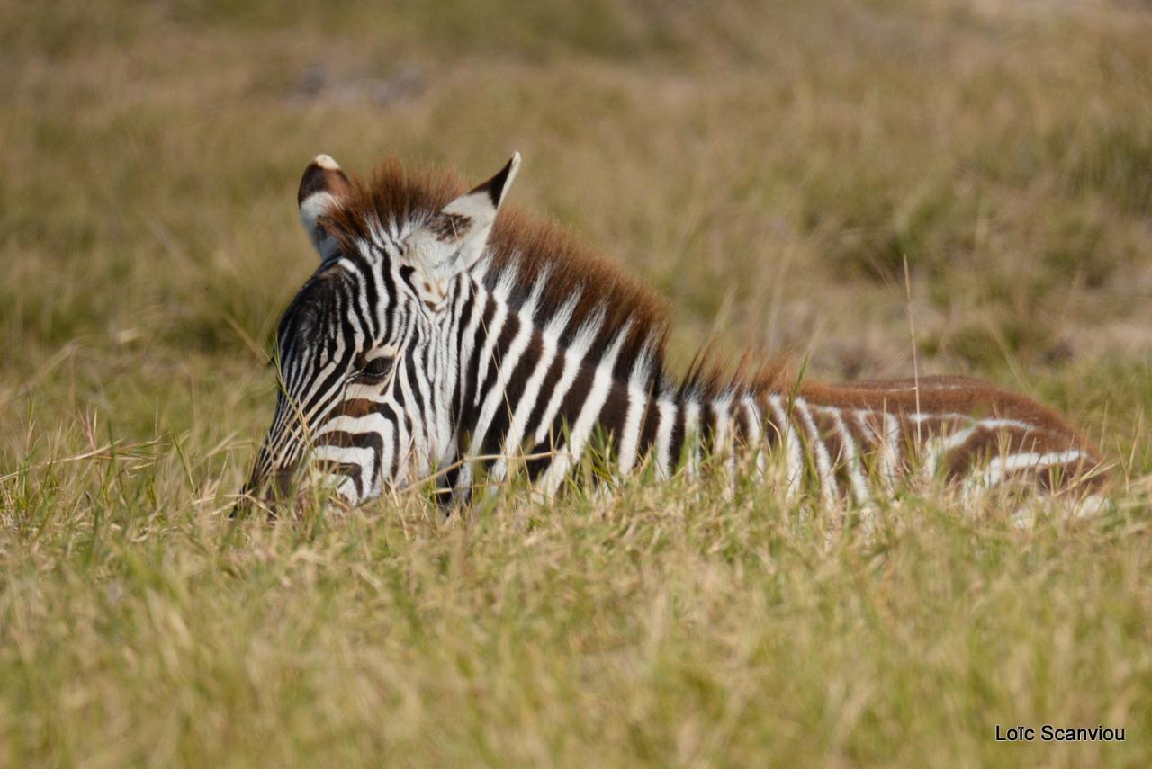 Zèbre/Zebra (7)