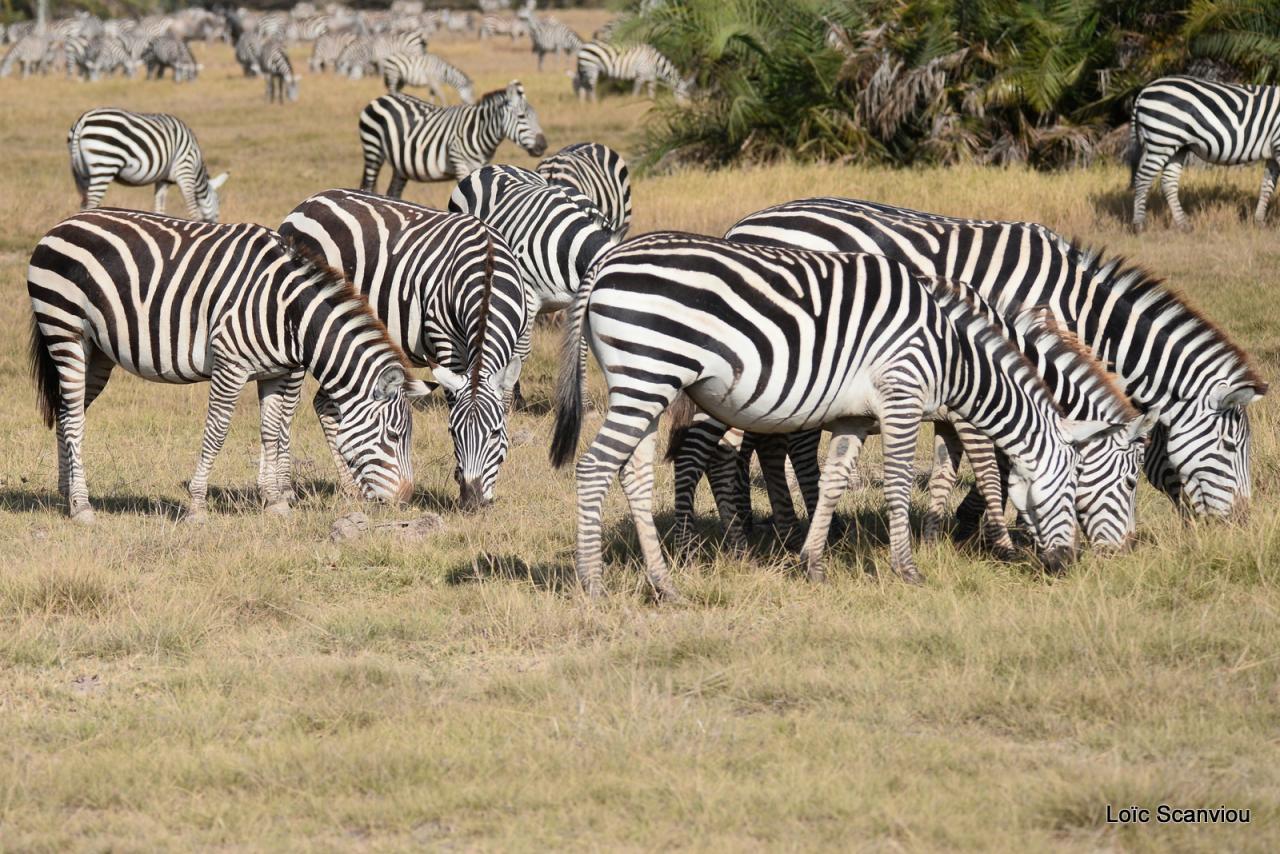 Zèbre/Zebra (8)