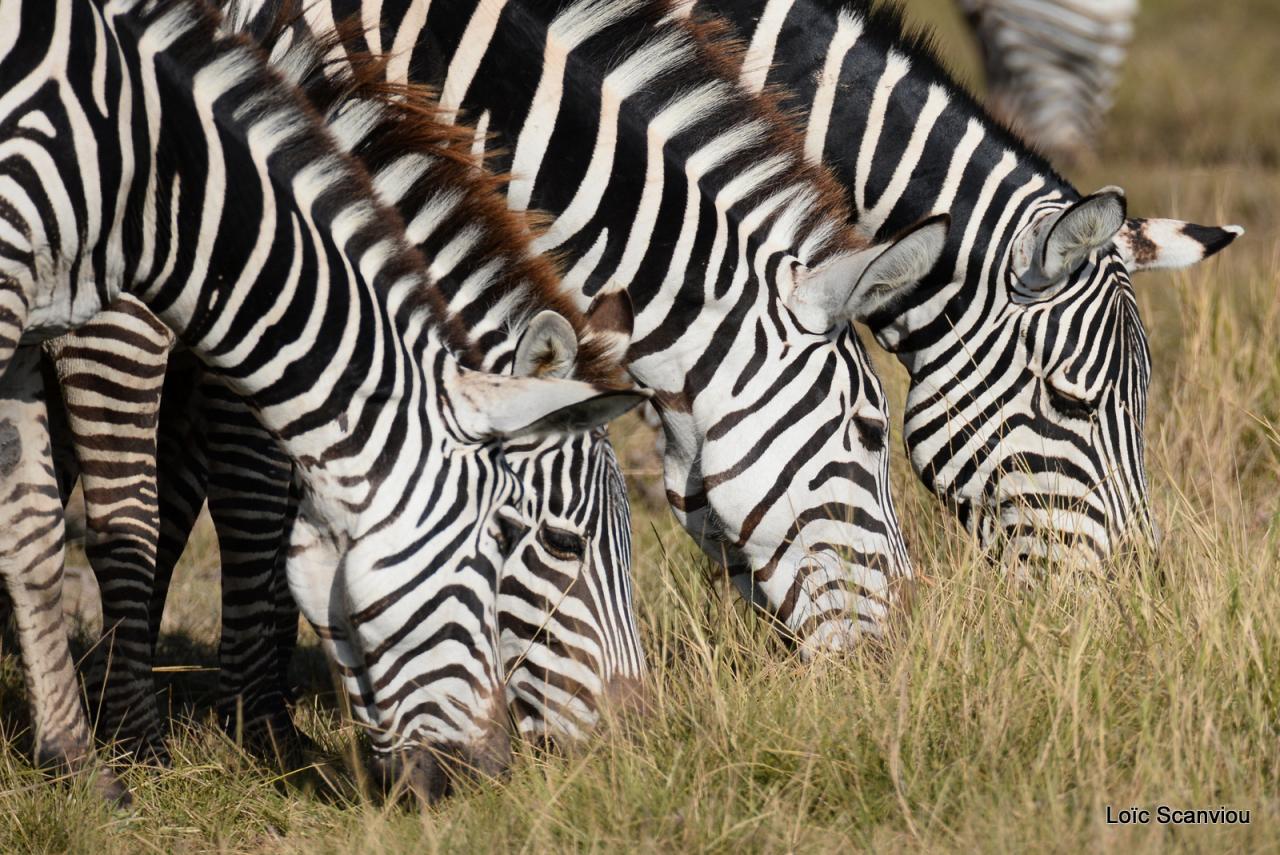 Zèbre/Zebra (9)
