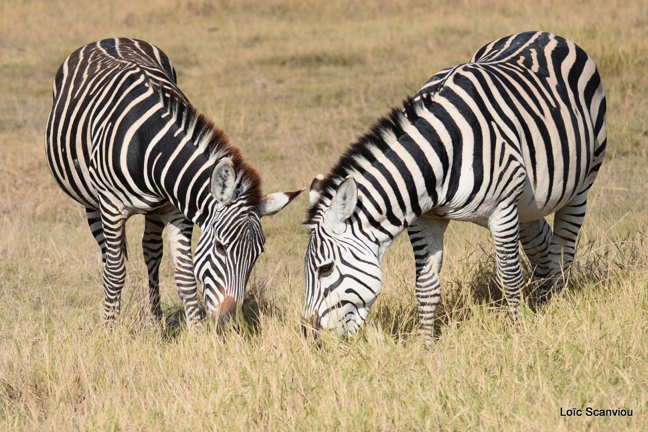 Zèbre/Zebra (10)