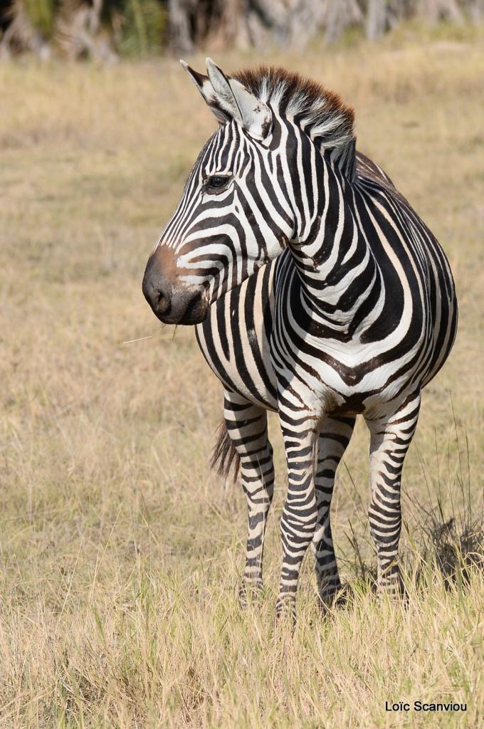 Zèbre/Zebra (11)