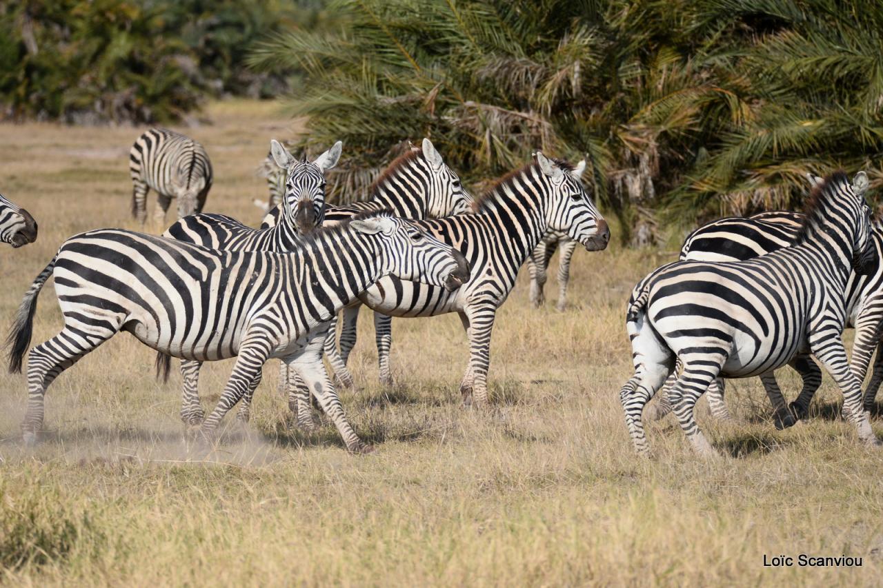 Zèbre/Zebra (12)