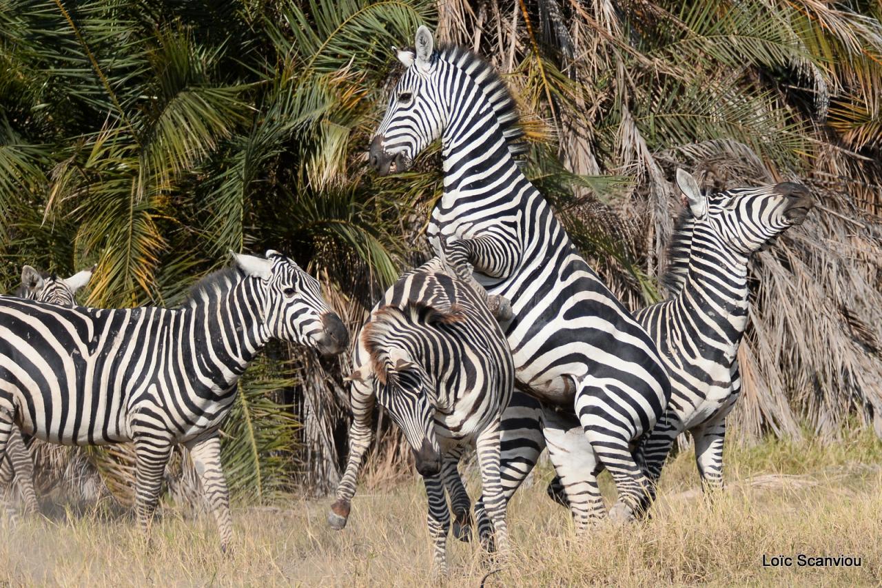 Zèbre/Zebra (14)