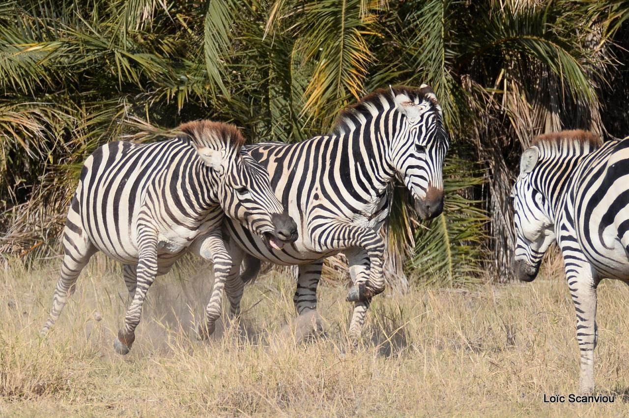Zèbre/Zebra (15)