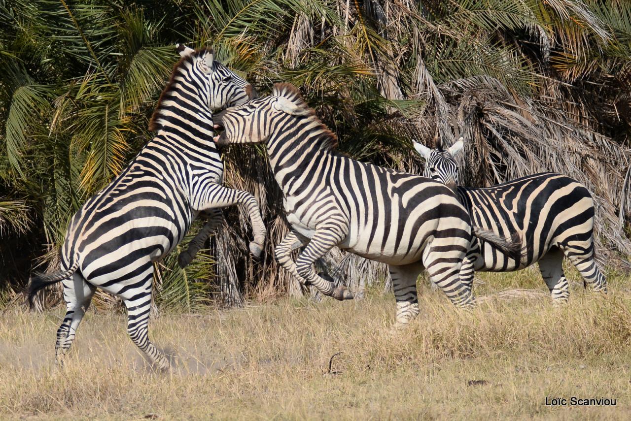 Zèbre/Zebra (16)
