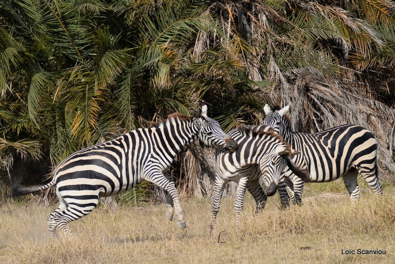 Zèbre/Zebra (17)