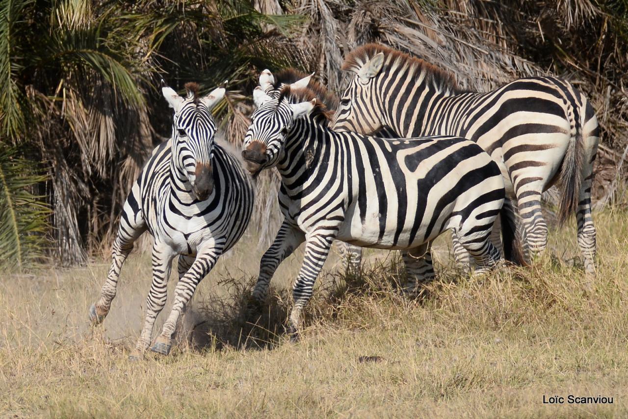 Zèbre/Zebra (18)