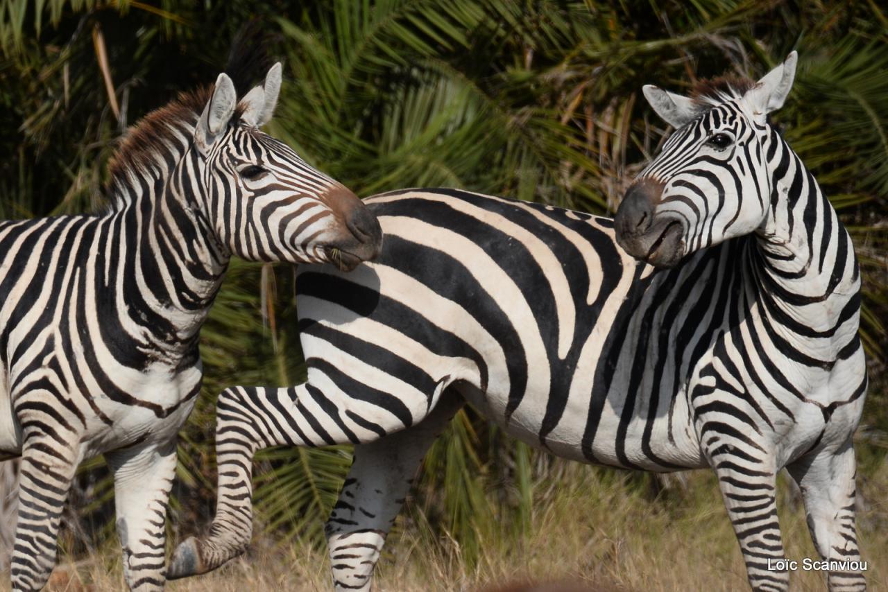 Zèbre/Zebra (19)