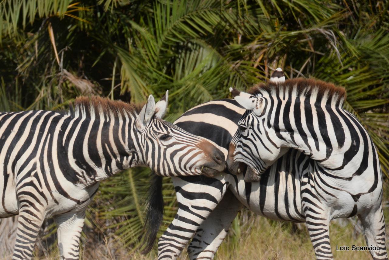 Zèbre/Zebra (20)